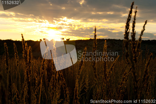 Image of wheat in sunrise