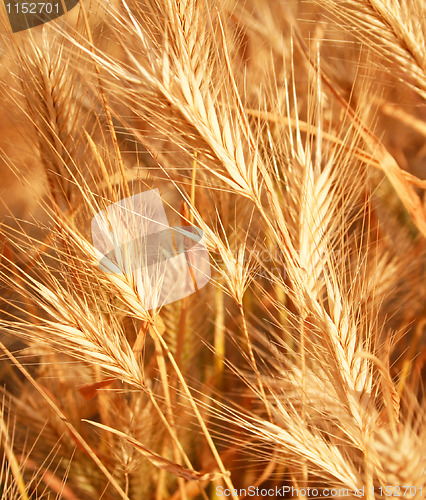 Image of Golden ears as background 