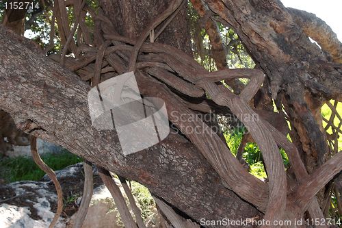 Image of Knot of parasite vine on tree trunk