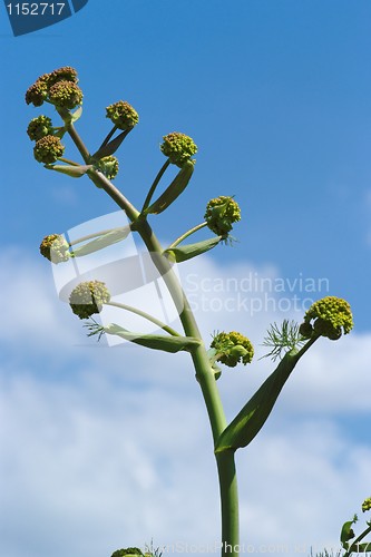 Image of Aniseed plant against a blue sky