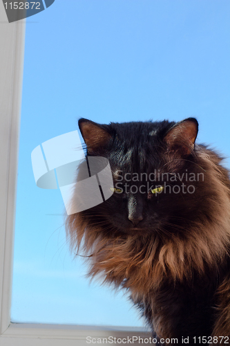 Image of Cat at a window
