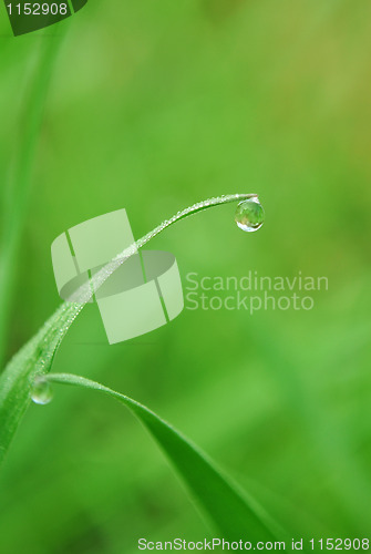 Image of grass with water drops