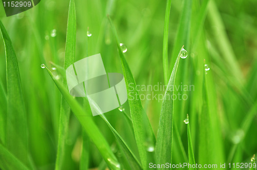 Image of grass with water drops