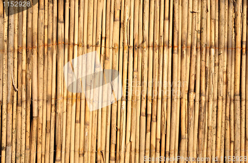Image of bamboo background