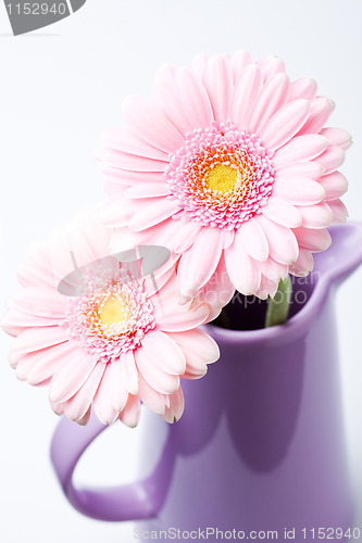 Image of Gerbera flowers