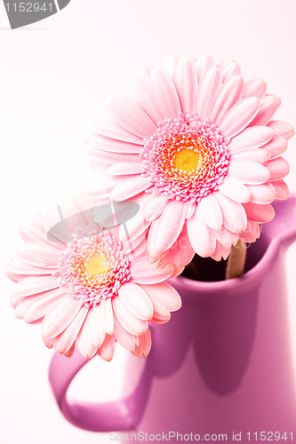 Image of Gerbera flowers