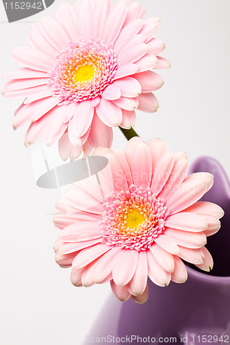 Image of Gerbera flowers