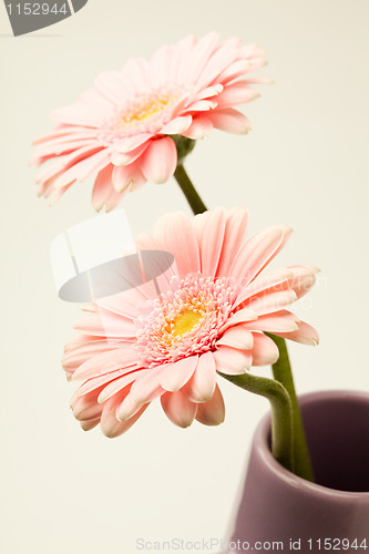 Image of Gerbera flowers