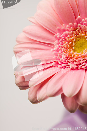 Image of Gerbera flower