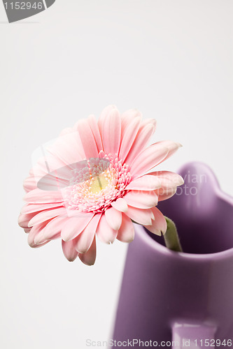 Image of Gerbera flower