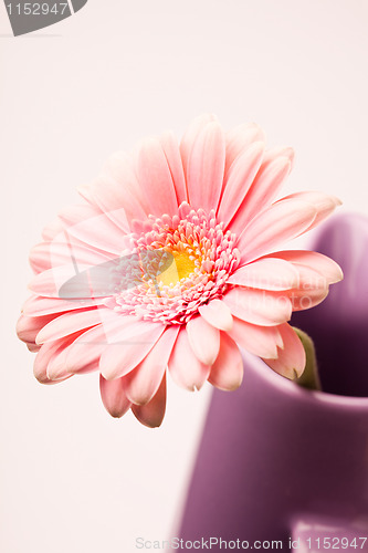 Image of Gerbera flower