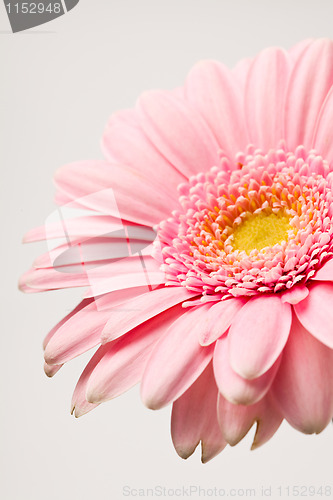 Image of Gerbera flower