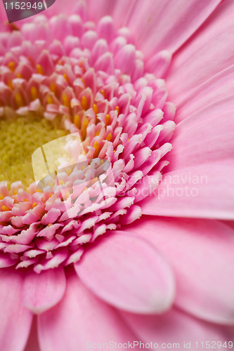 Image of Gerbera flower