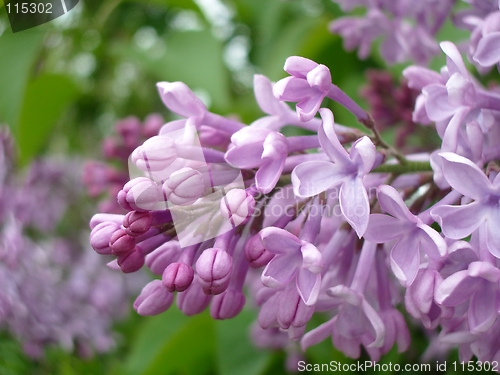 Image of Lilacs