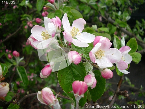 Image of Apple blossom