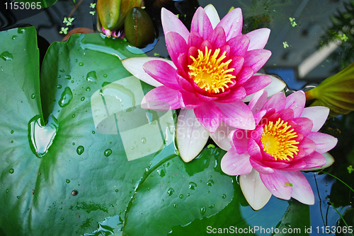 Image of water lily