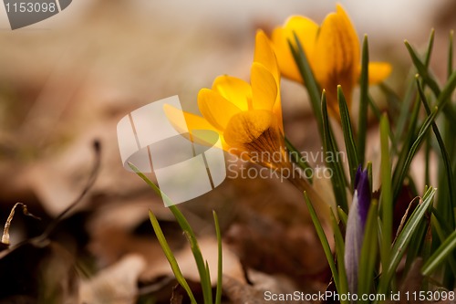 Image of yellow crocus