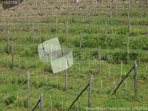 Image of Grapevine vitis