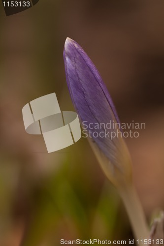 Image of blue crocus bud