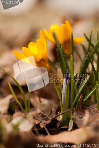 Image of yellow crocus