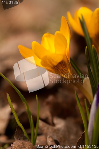 Image of yellow crocus