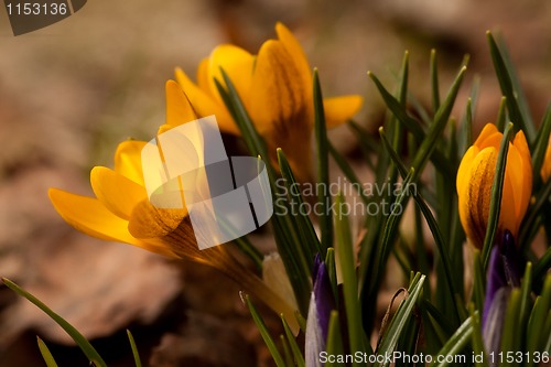 Image of yellow crocus