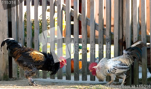 Image of Game-cocks