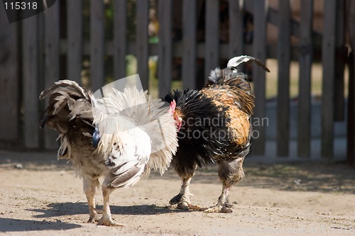Image of Game-cocks