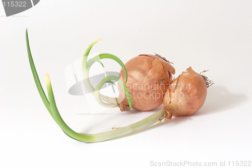 Image of Onions