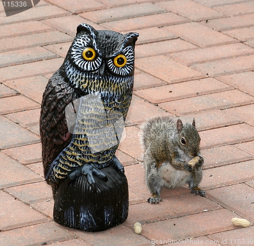 Image of Owl and Squirrel