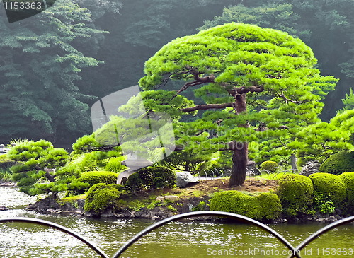 Image of Japanese park in summer