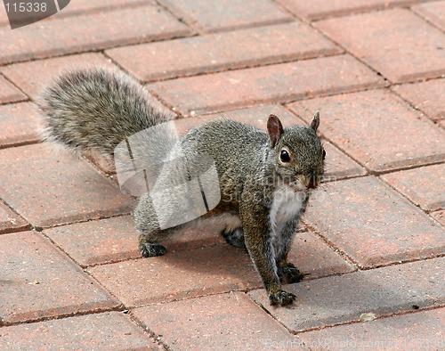 Image of Strolling Squirrel