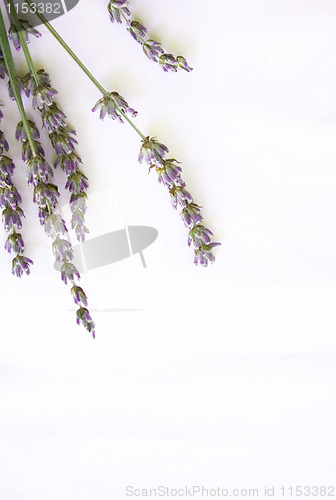 Image of bunch of lavender flowers isolated on white as background