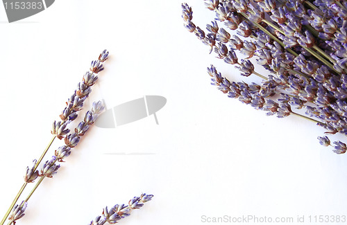 Image of bunch of lavender flowers isolated on white