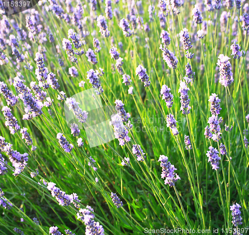 Image of Lavender flowers as background 