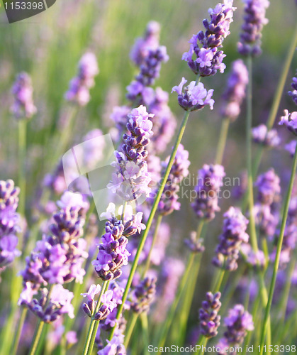 Image of Lavender flowers as background 