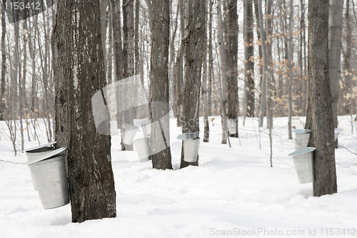 Image of Maple syrup production