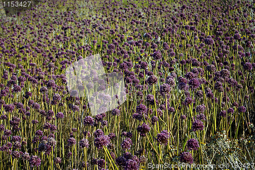Image of Purple Weed