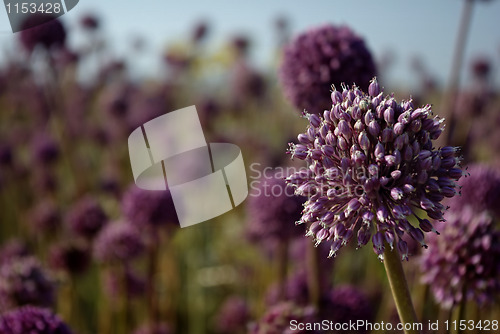 Image of Purple Flower