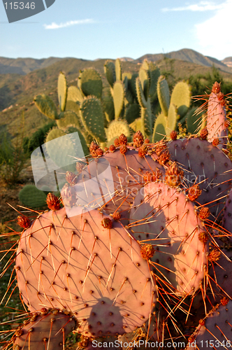 Image of Proud Pink Cactus