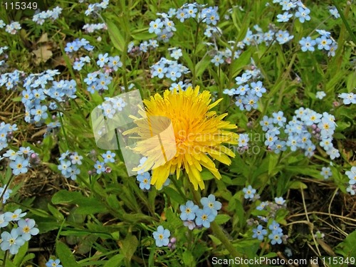 Image of Weed among Flowers