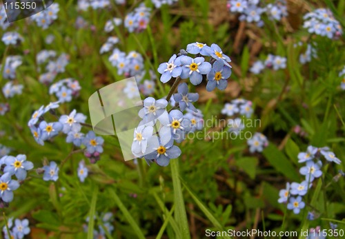 Image of Wild Purple Flower