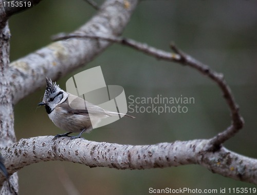 Image of crested tit