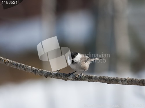 Image of Marsh tit