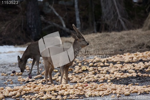 Image of feeding deer