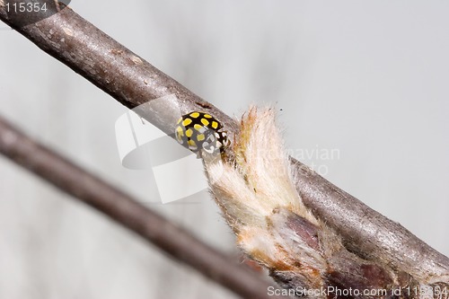 Image of Ladybird on bud of ash