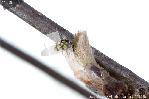 Image of Ladybird on bud of ash