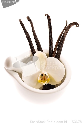 Image of Vanilla pods and flower