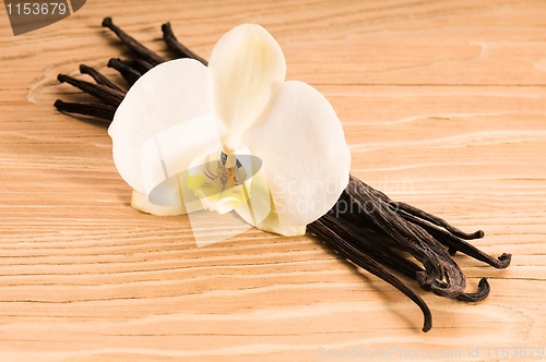 Image of Vanilla pods and flower