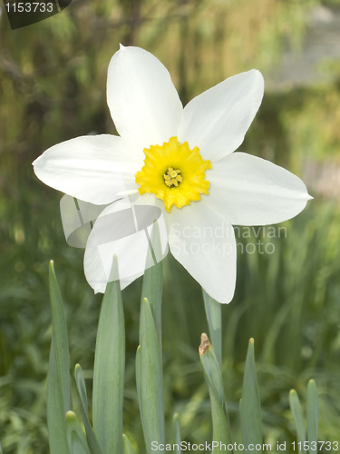 Image of daffodil